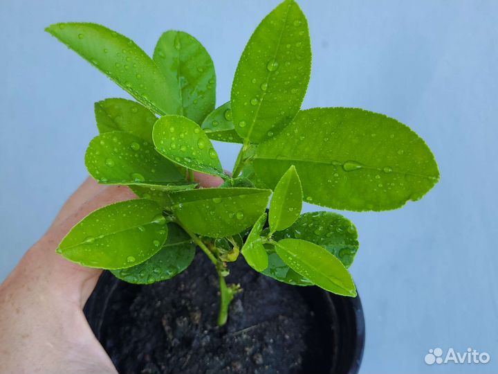 Цитрусовые растения