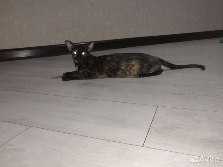 Ориентальные