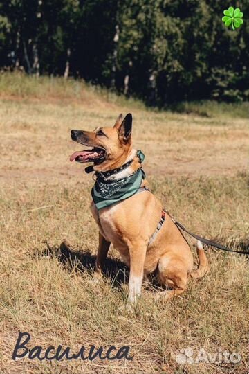 Собака в добрые руки