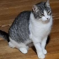 Взрослая, Девочка кошка в добрые руки