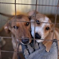 Джек-рассел-терьер, щенок