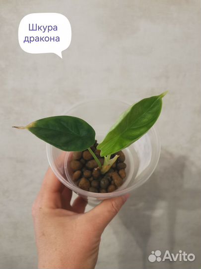 Алоказия