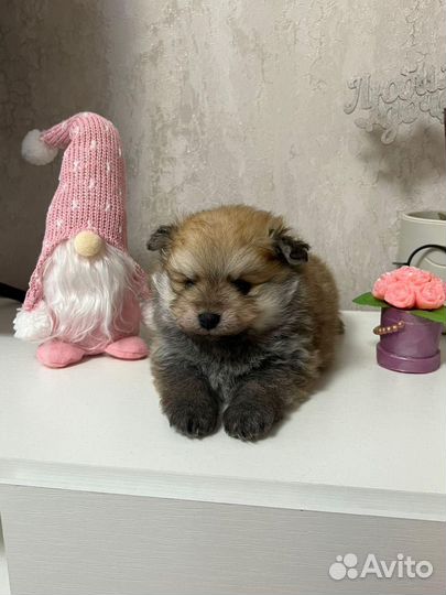 Щенки померанский шпиц