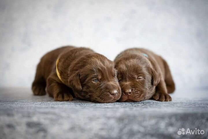 Щенки лабрадора