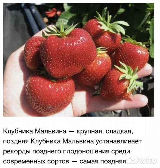 Рассада виктории