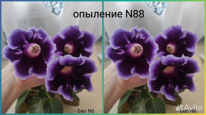 Семена глоксиний - 2