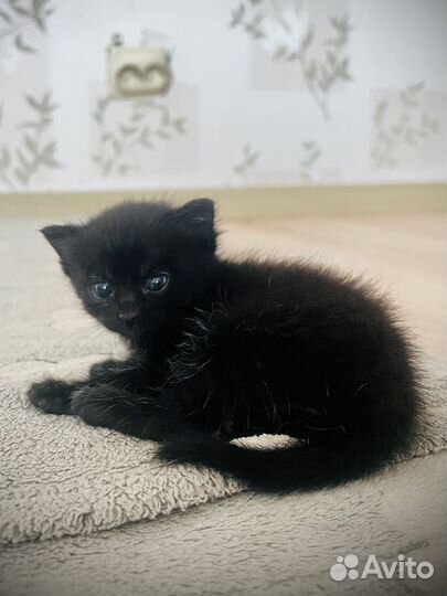 Котята бесплатно