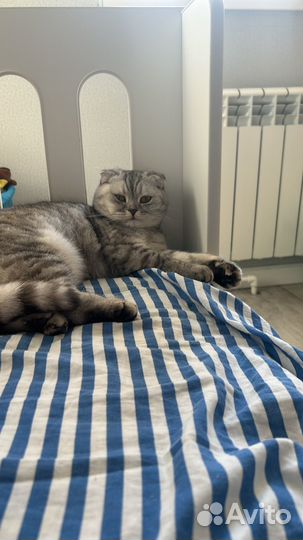 Кошка бесплатно