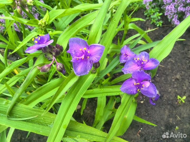 Традесканция садовая