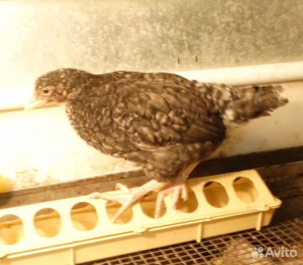 Цыплята несушки подрощенные