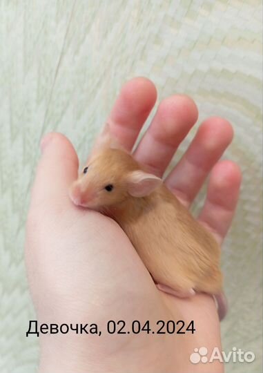 Декоративные мыши