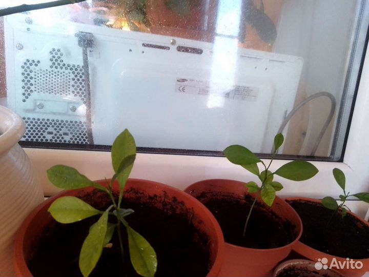 Мандариновое дерево