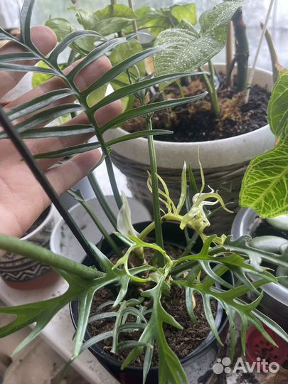 Филодендрон тортум