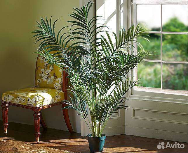 Пальма хамедорея элегантс