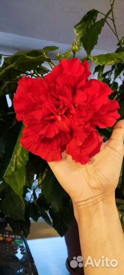 Гибискус и цикламен