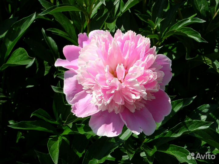 Пионы саженцы корни