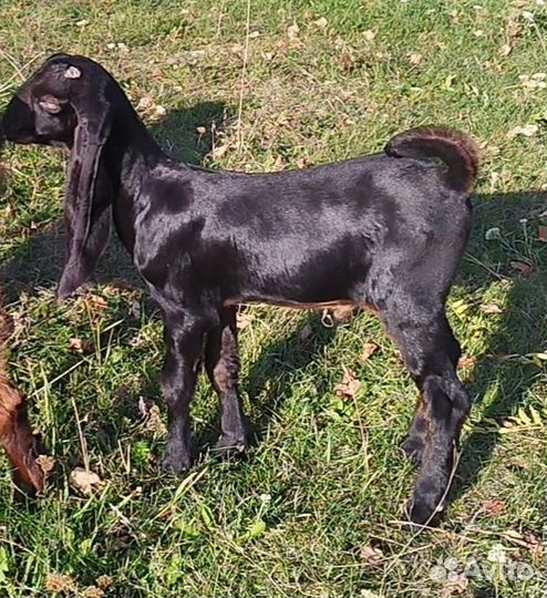 Козы Камори,шами, нуб