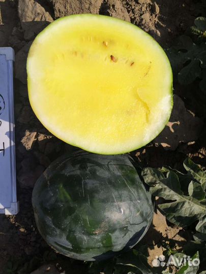 Семена для профессионалов