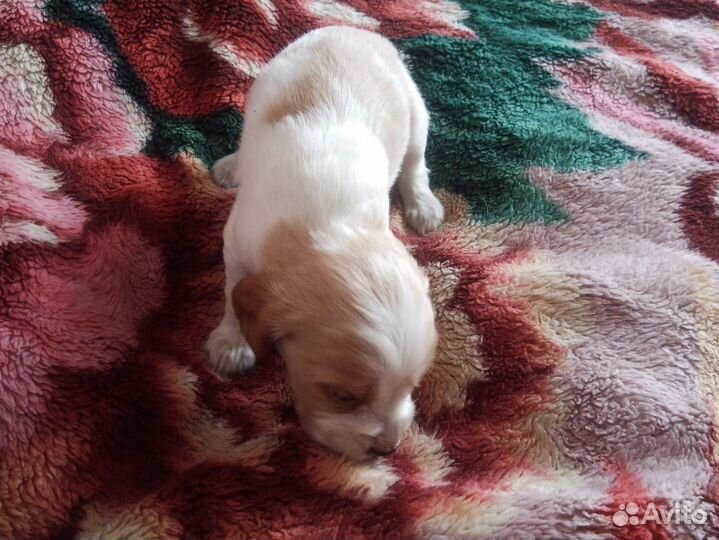 Щенки русского спаниеля