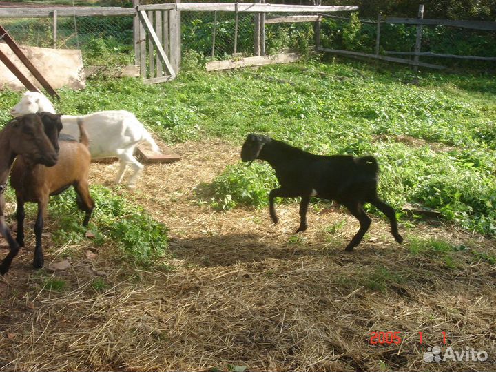 Нубийский козел