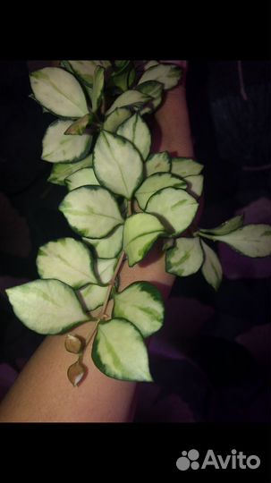 Хойи укорененные и на срез, большой выбор