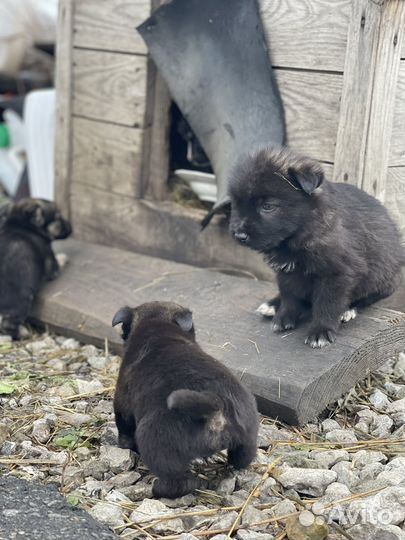 Щенок в добрые руки