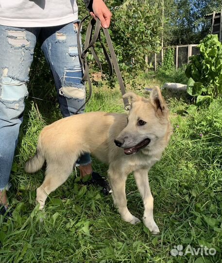 Щенок лаечки 4 мес