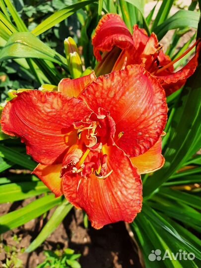 Лилейник гибридный Найт Эмберс