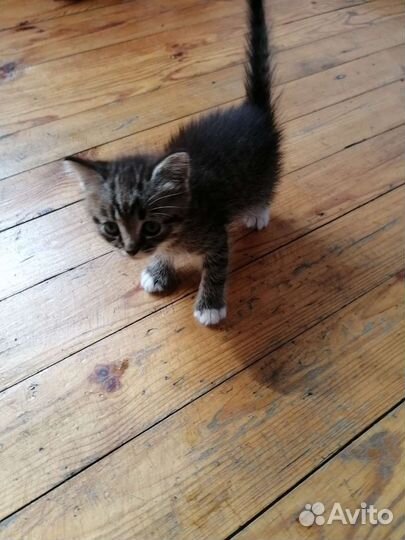 Кошки в добрые руки бесплатно