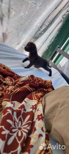 Вислоухие котята