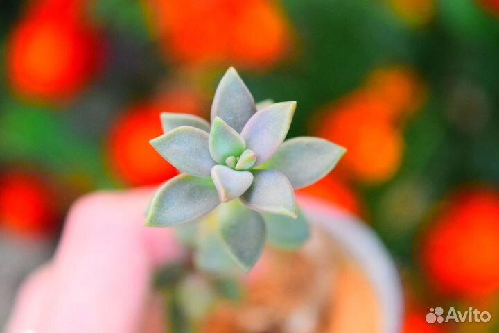 Суккуленты