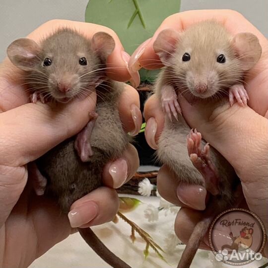 Крысята дамбо, рекс, стандарт. Декоративные крысы