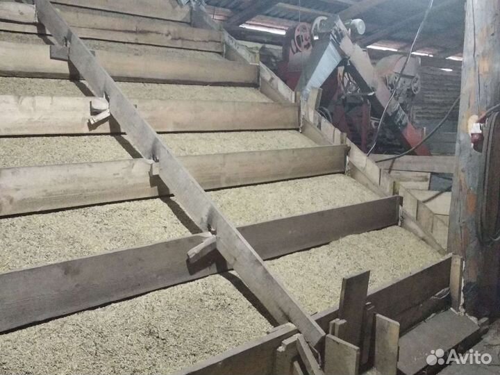 Зерно: овёс, ячмень