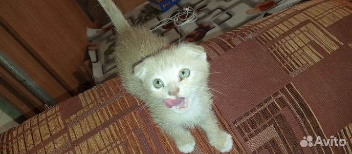 Котята прямоухие и вислоухие шотландцы