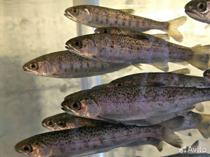 Радужная форель малек