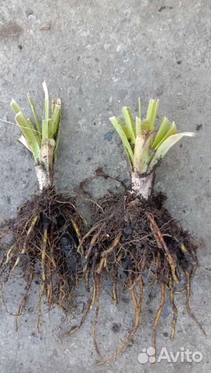 Книфофия,Жимолость Каприфоль