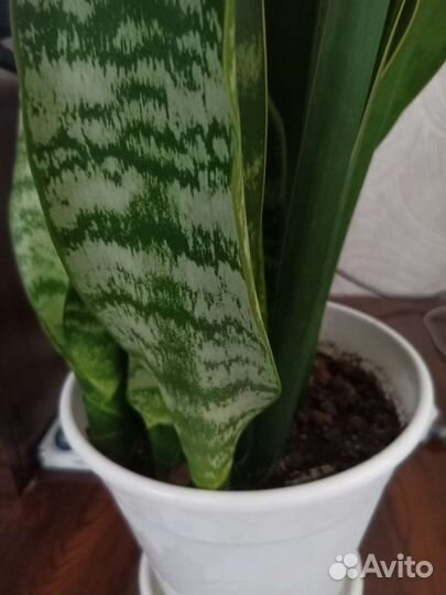 Сансевиерия