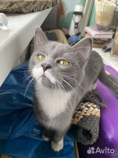 Котёнок в добрые руки (девочка)