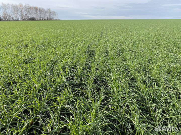 Семена озимой пшеницы