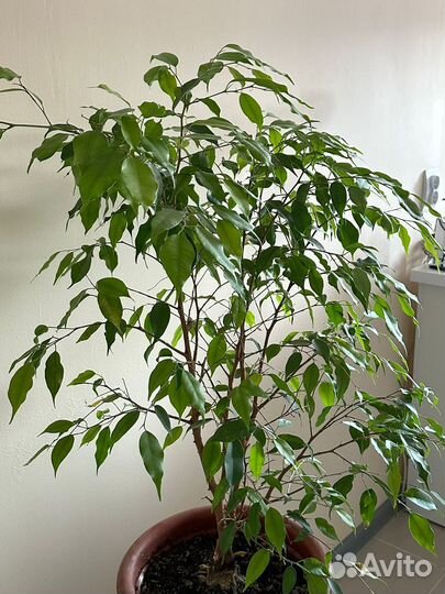 Фикус бенджамина большой