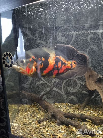 Рыба астронотус тигровый, находится в Белом яре