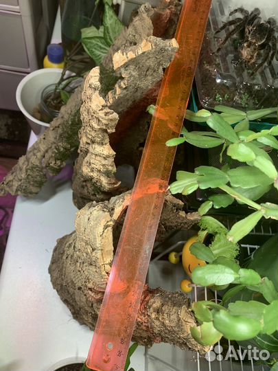 Кора пробкового дуба