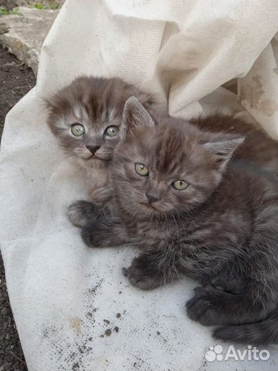 Котята в добрые руки бесплатно