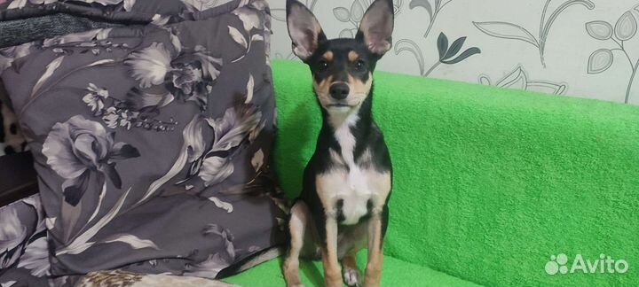 Щенок (сука) в добрые руки отдам бесплатно