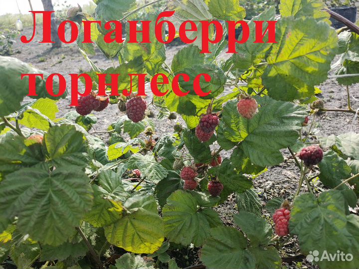 Саженцы ежемалины зкс Тайберри,Букингем,Логанберри