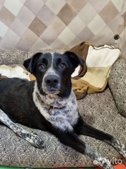 Несчастной собаке из приюта нужен дом и семья