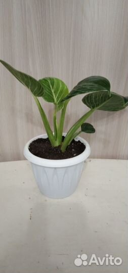 Филодендрон Вайт Вэйв