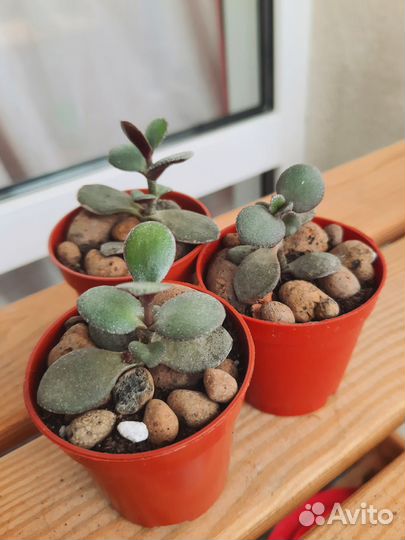 Толстянка / крассула/ денежное дерево