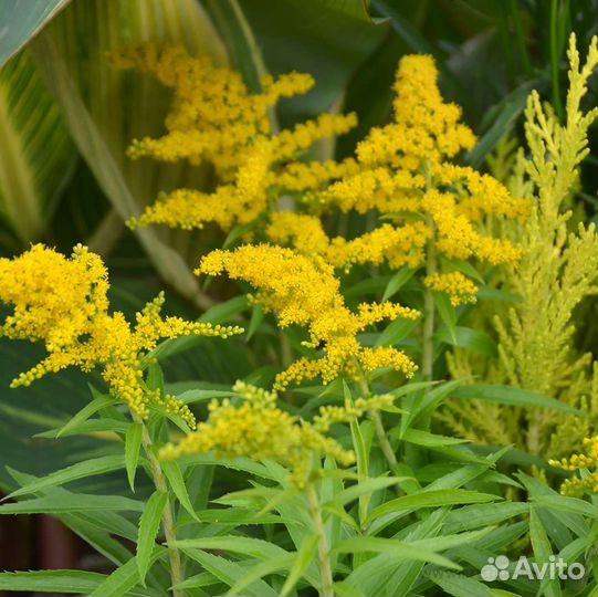 Солидаго (золотарник) Букет