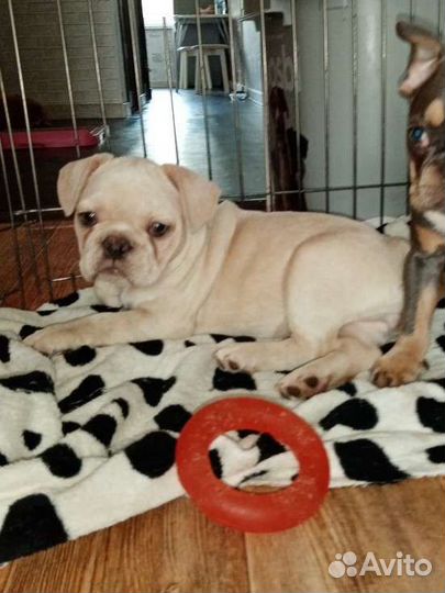 Французский бульдог щенки мини